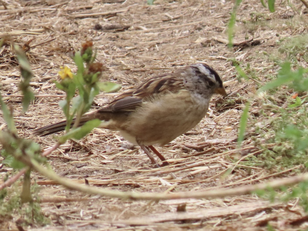 White-crowned Sparrow - Alane Gray