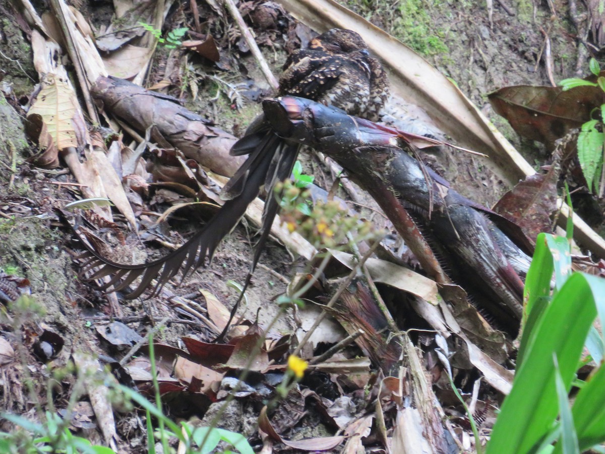 Swallow-tailed Nightjar - ML608490336
