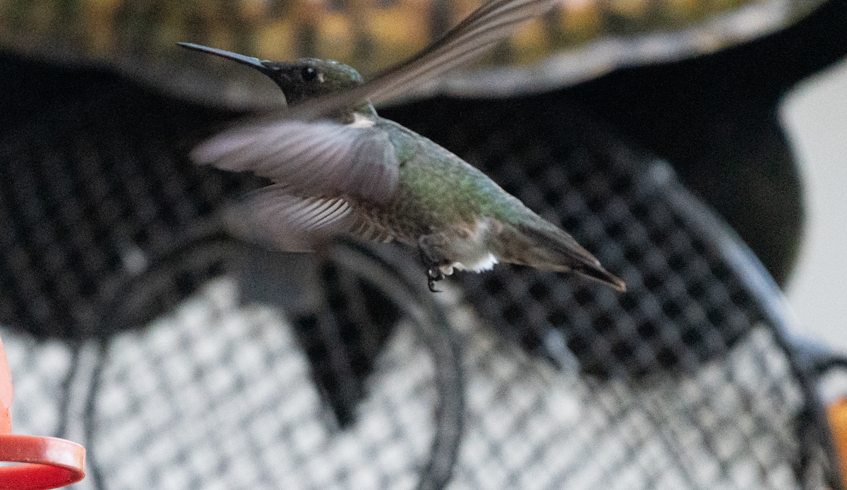 Ruby-throated Hummingbird - ML608491092
