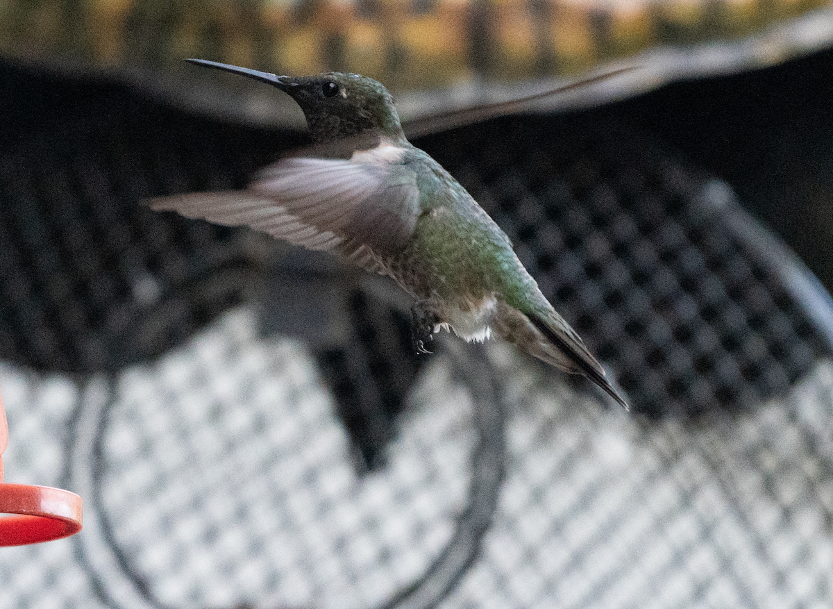 Ruby-throated Hummingbird - ML608491096