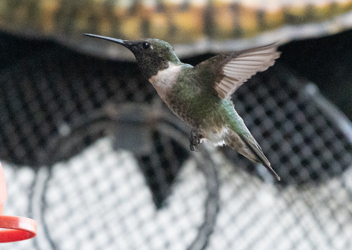 Ruby-throated Hummingbird - ML608491097