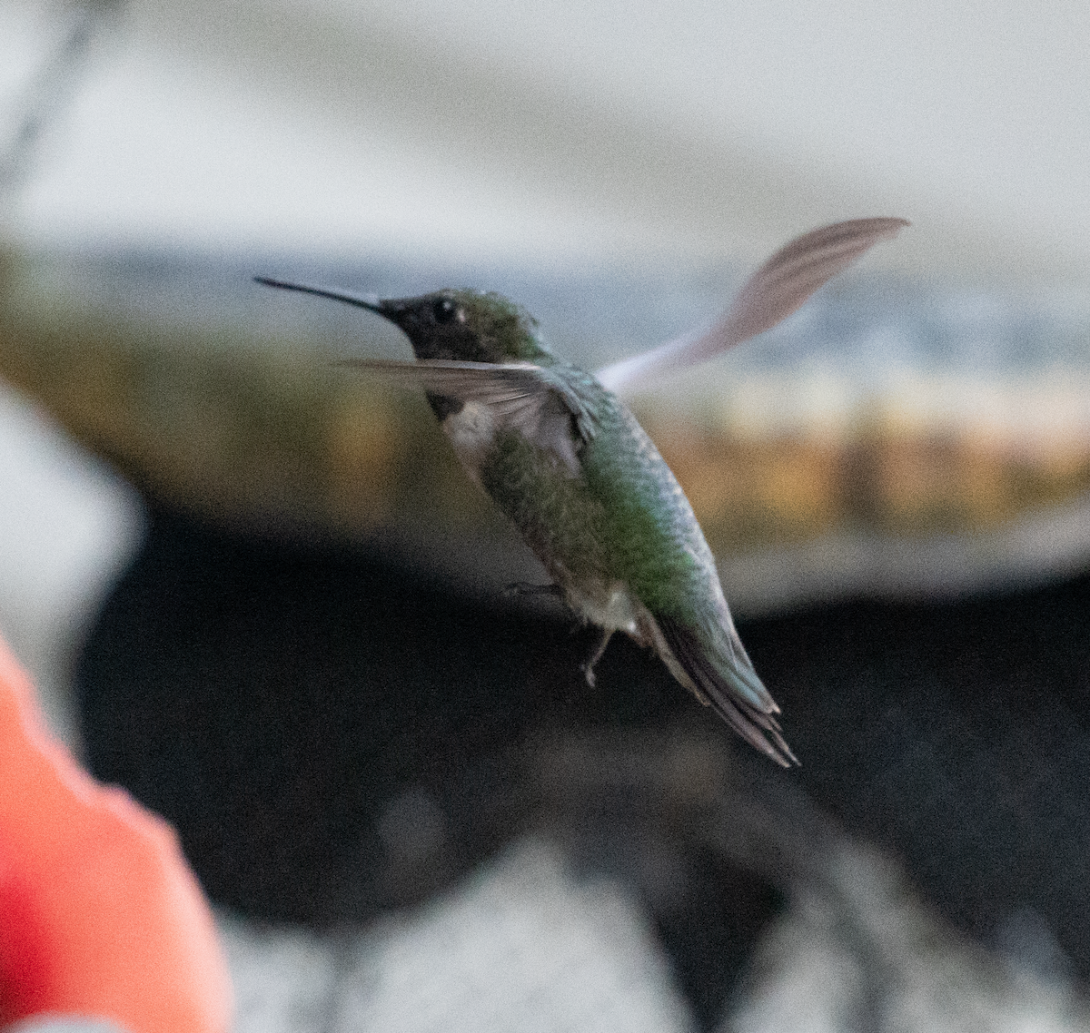 Ruby-throated Hummingbird - ML608491098