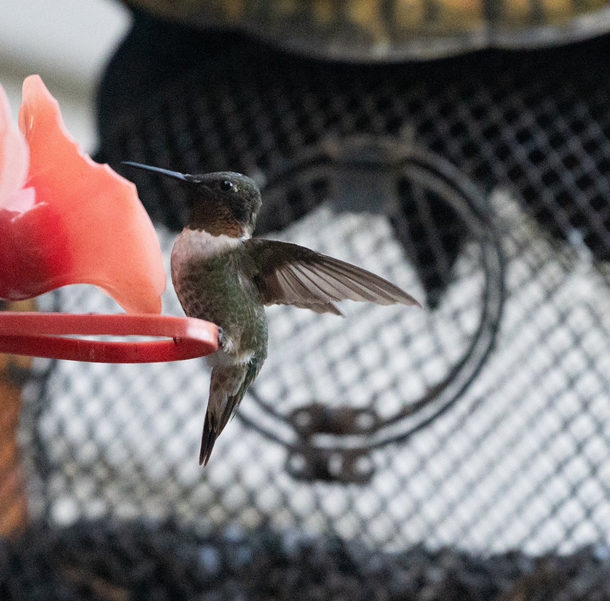 Ruby-throated Hummingbird - ML608491100