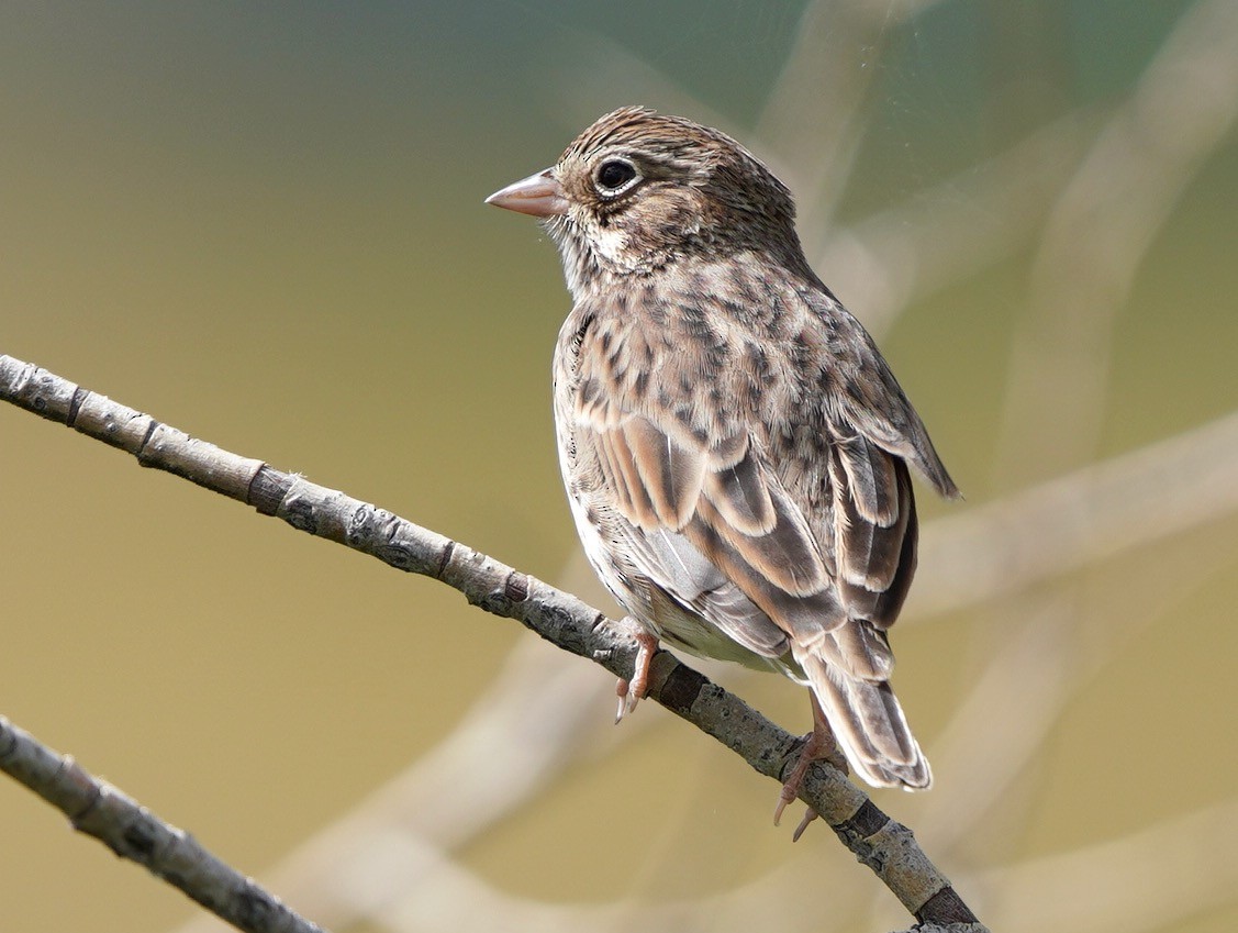 Vesper Sparrow - ML608491137