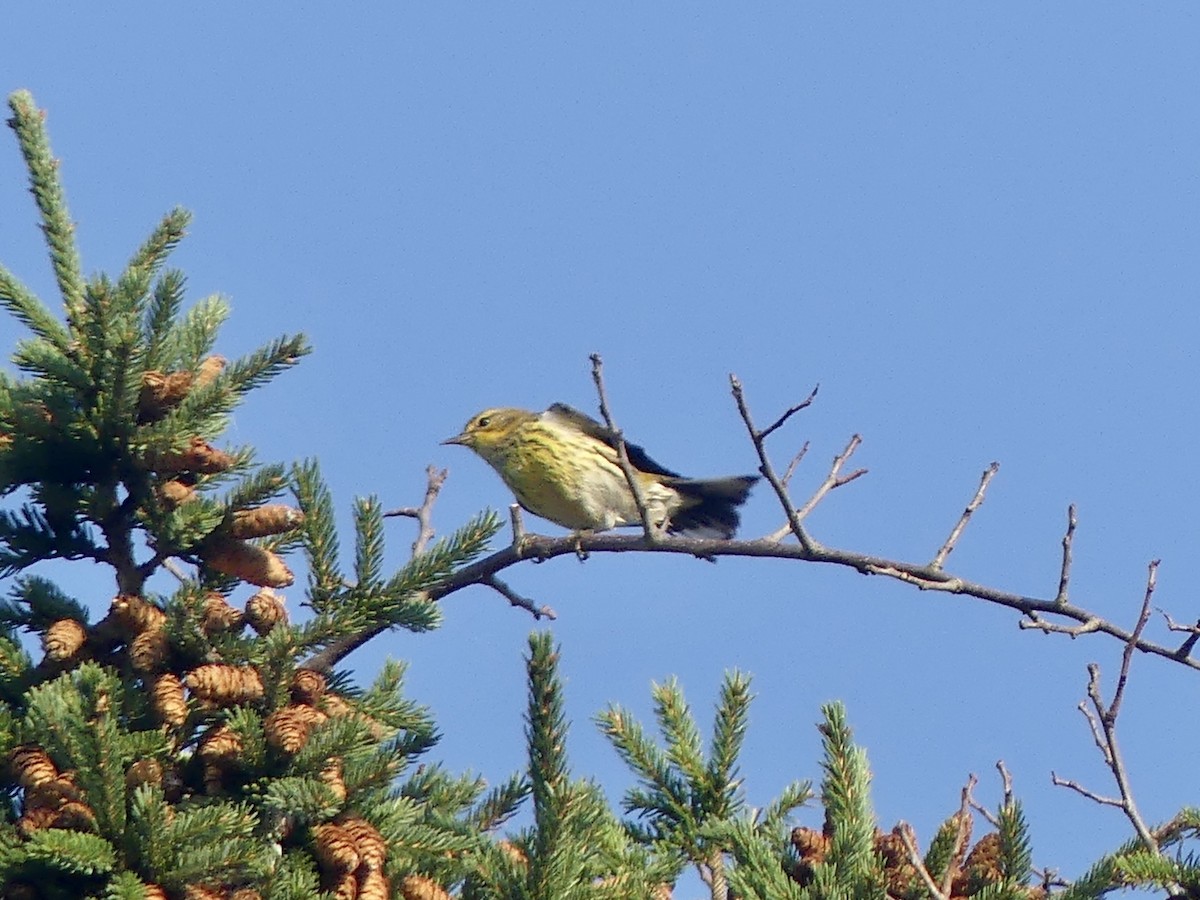 Cape May Warbler - ML608491325