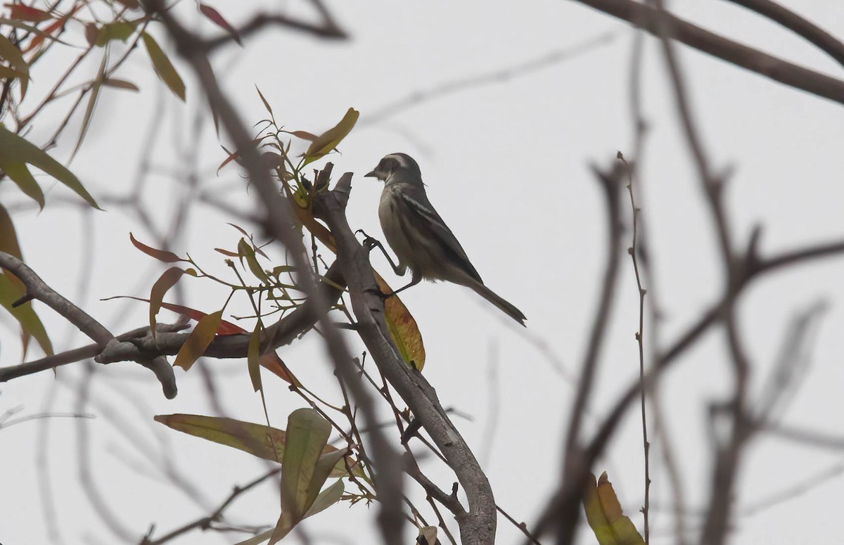 Black-throated Gray Warbler - ML608491333