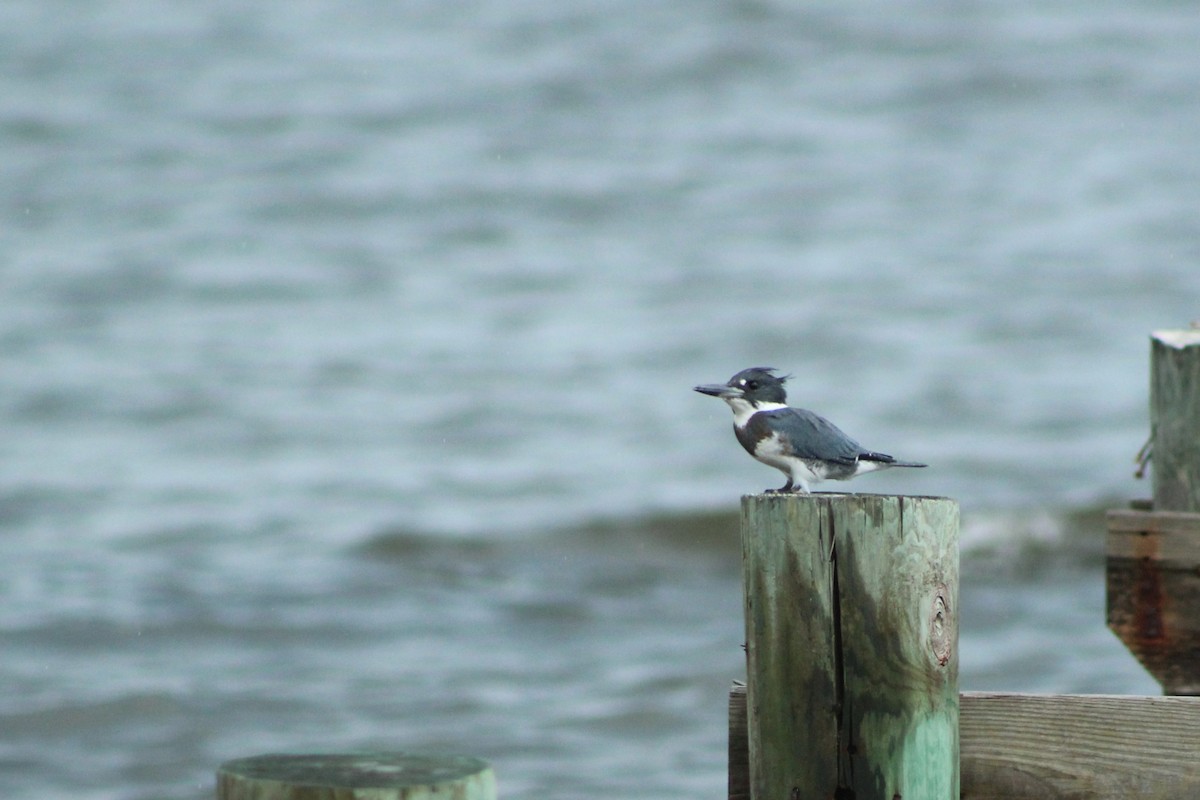 Belted Kingfisher - ML608491515
