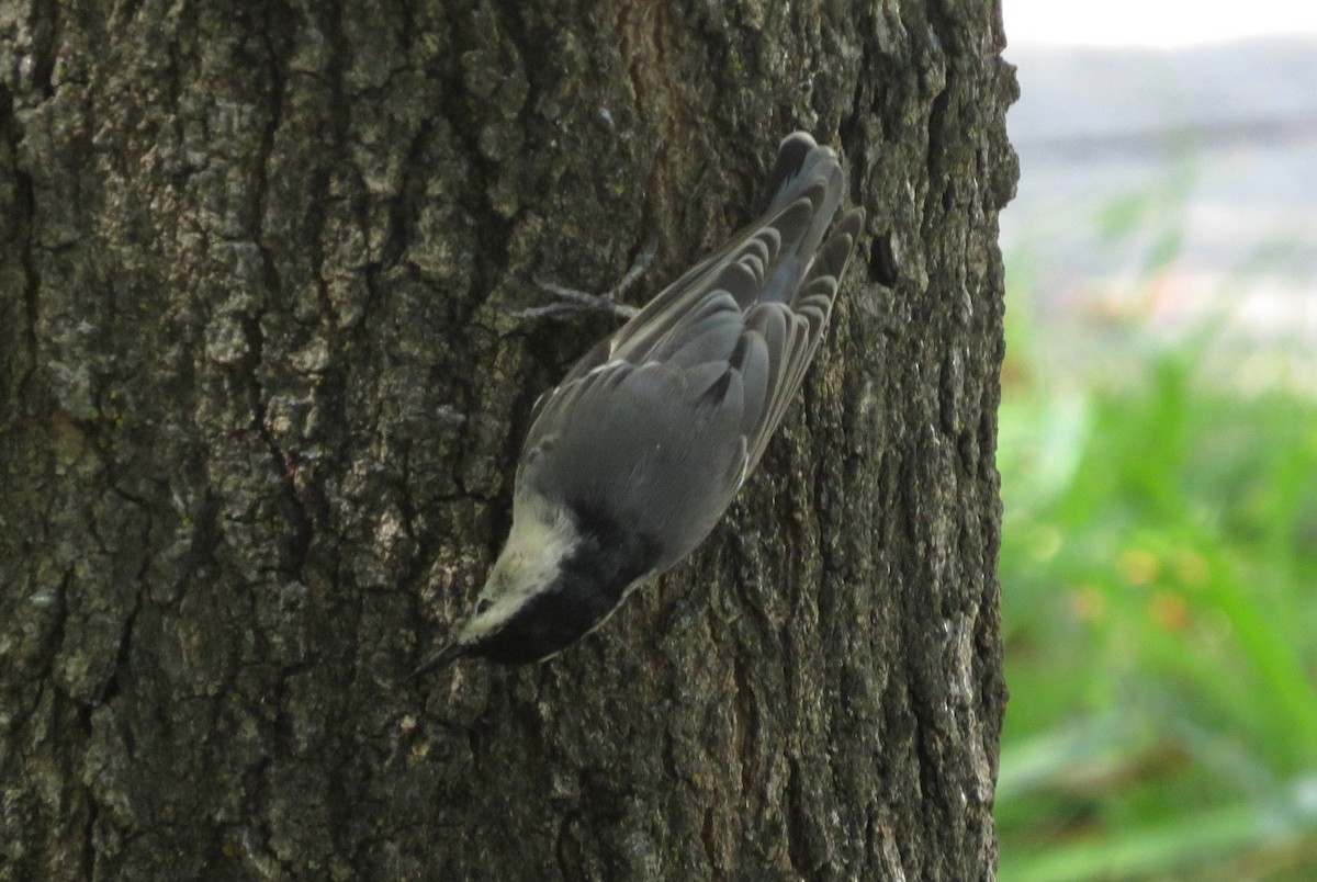 White-breasted Nuthatch - George Leonberger
