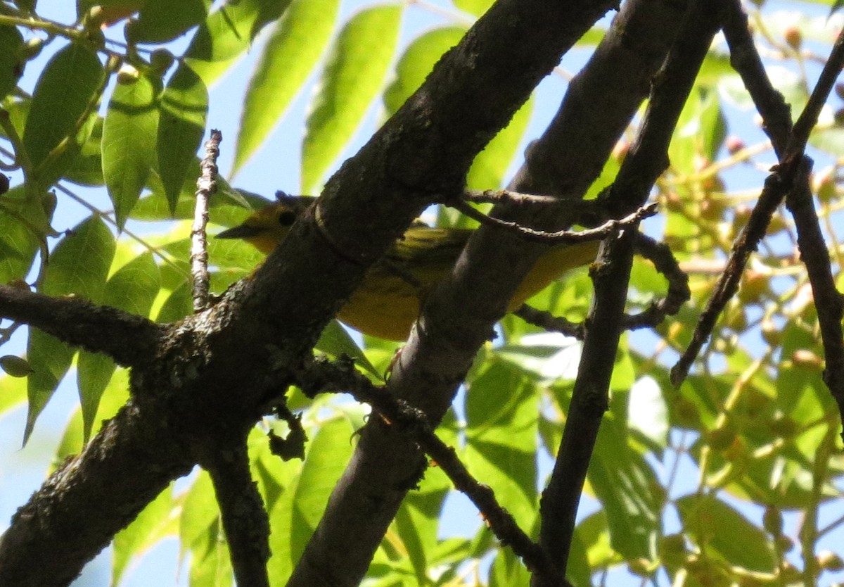 Yellow Warbler - ML608492010