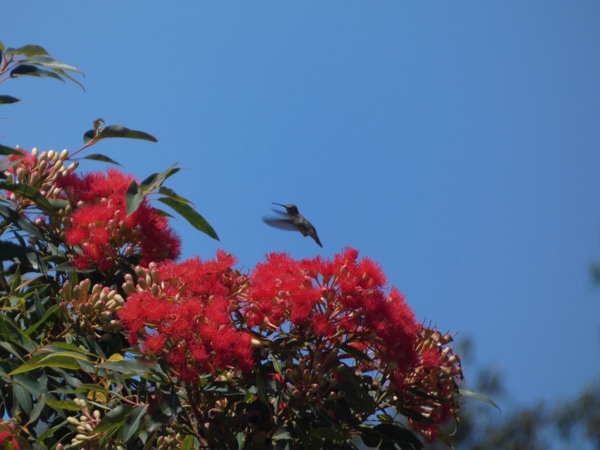 Anna's Hummingbird - ML608492054