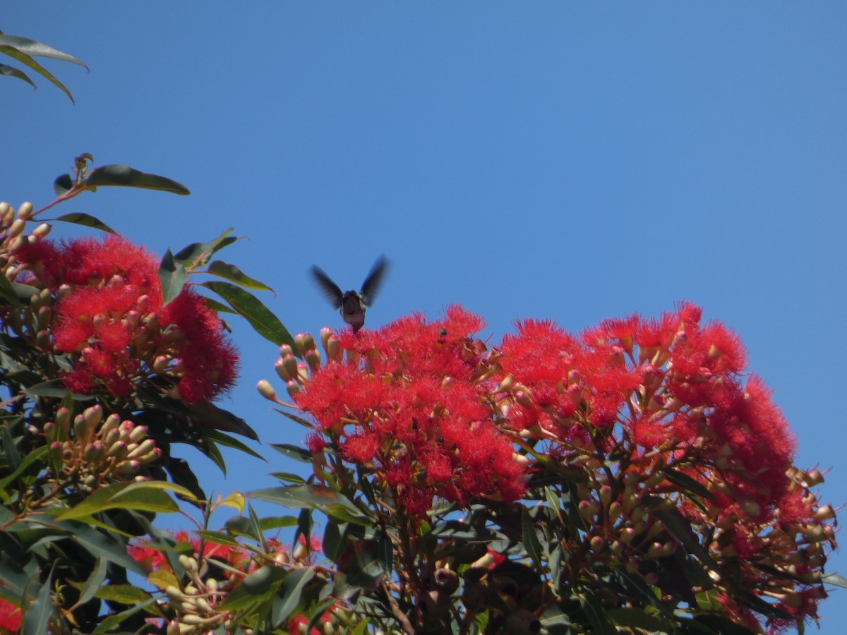 Anna's Hummingbird - ML608492056