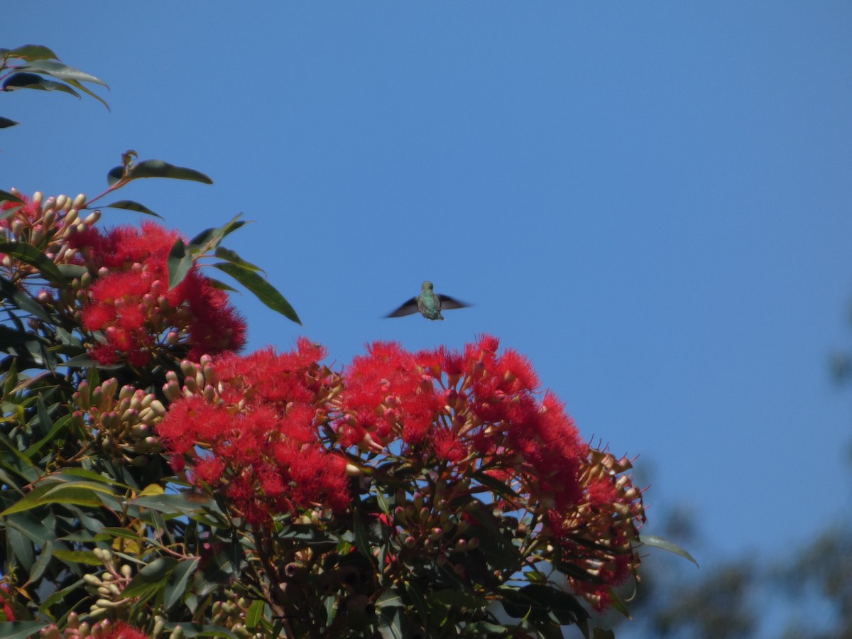 Anna's Hummingbird - Javier Greenway