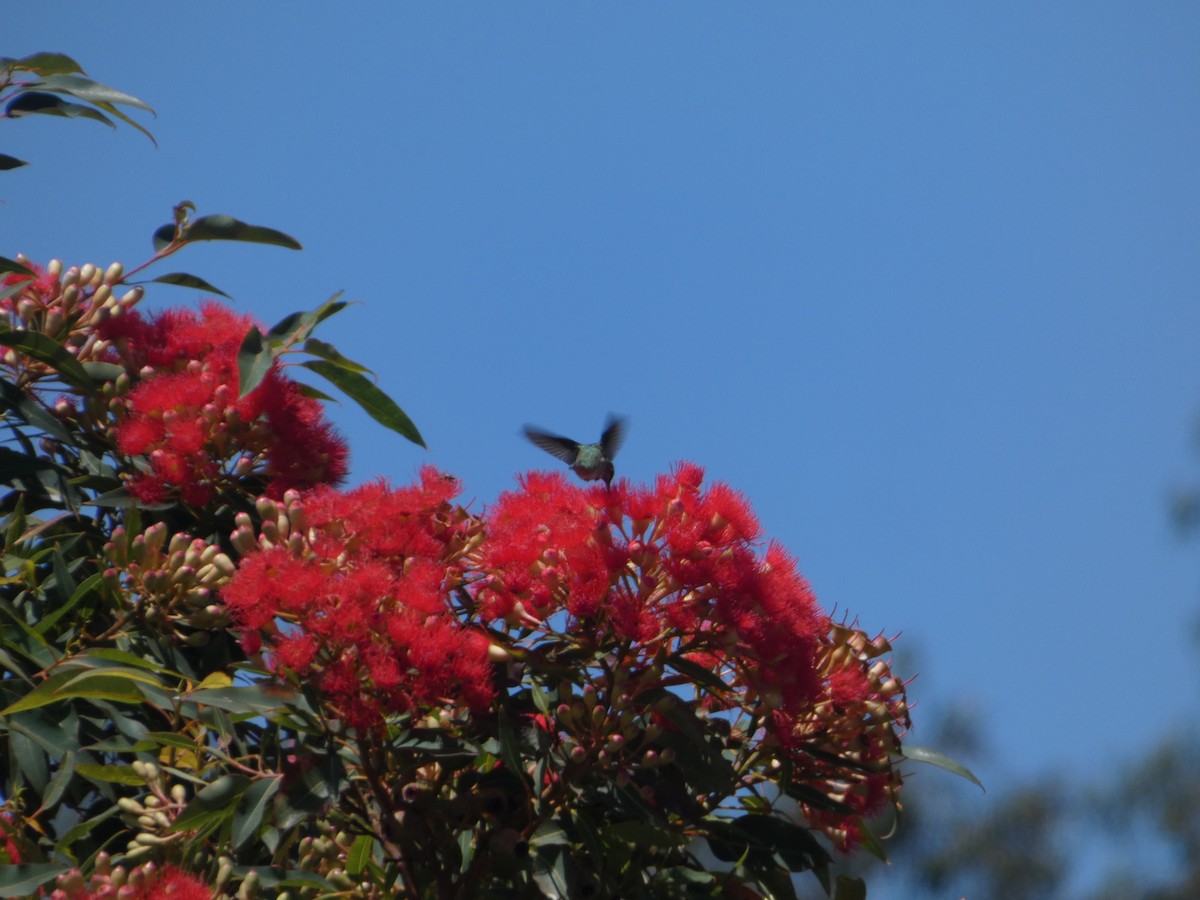 Anna's Hummingbird - ML608492061