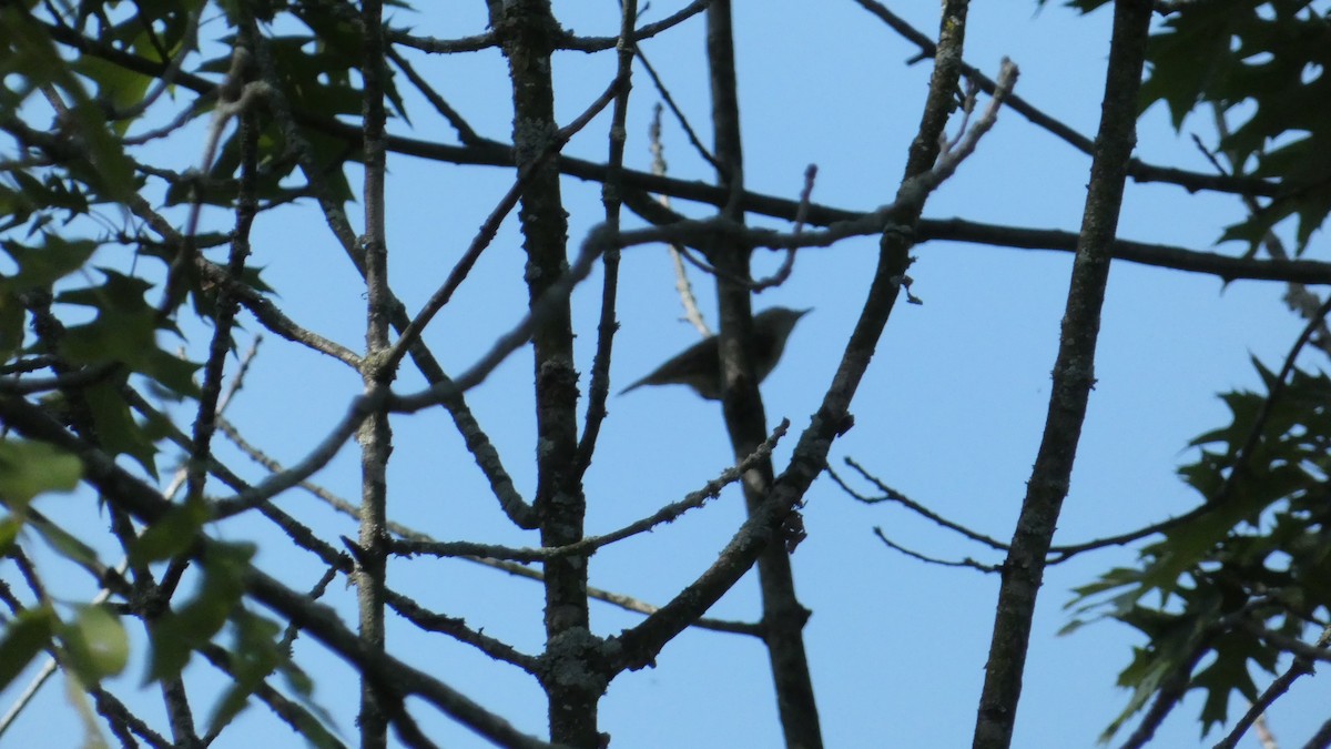 eBird Checklist - 4 Sep 2023 - Kortright Conservation Centre - 18 species