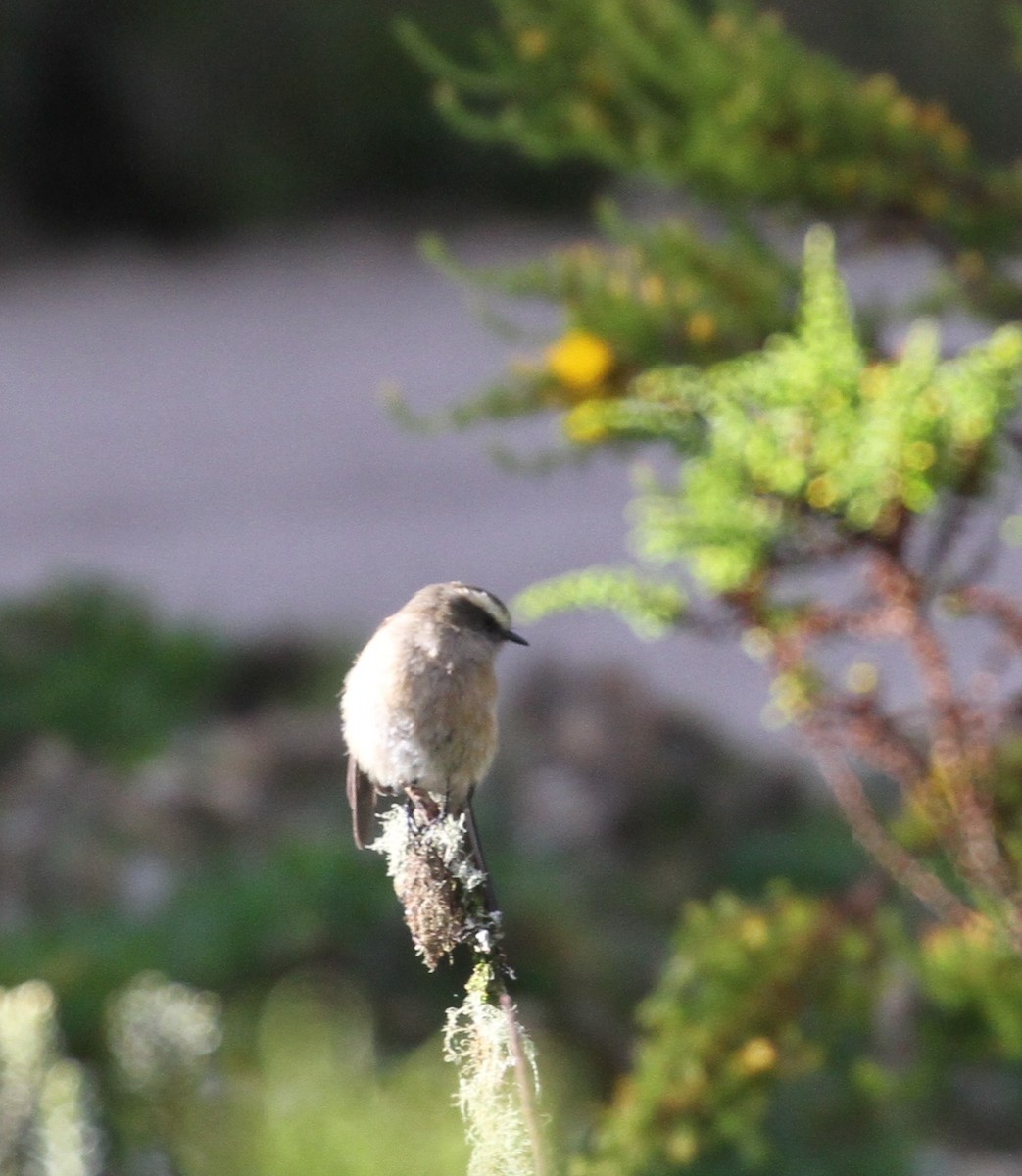 Brown-backed Chat-Tyrant - ML608492644