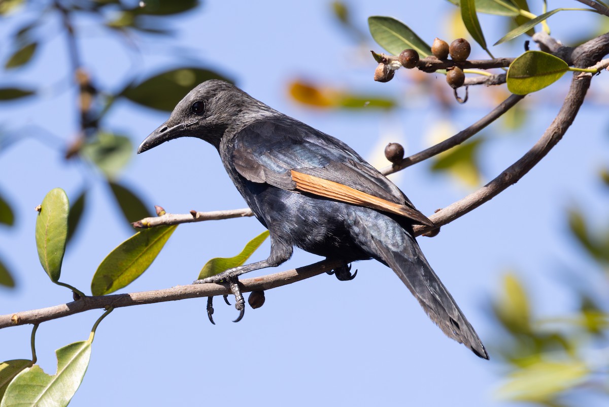 Red-winged Starling - ML608492864