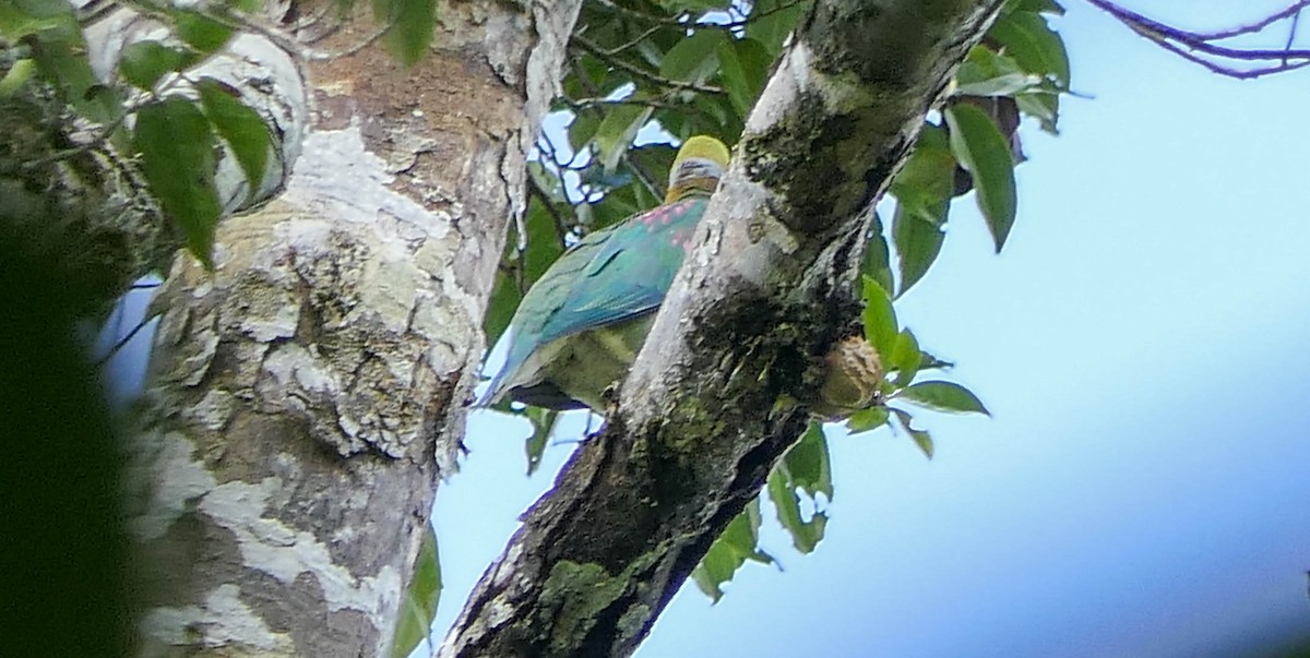 Pink-spotted Fruit-Dove - ML608493206