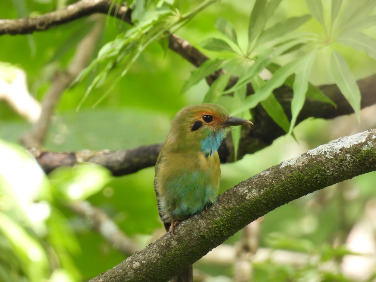 Blue-throated Motmot - Pablo Chumil Birding Guatemala