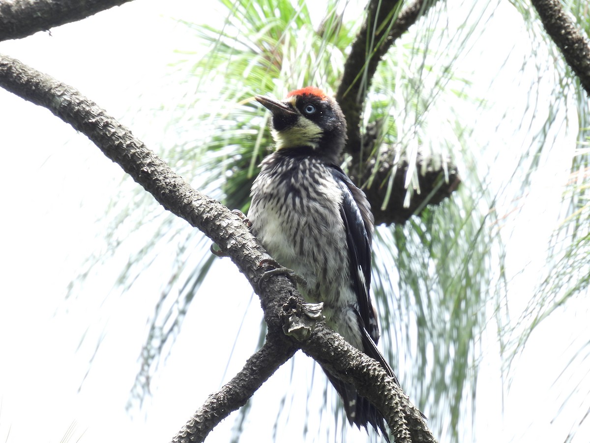 Acorn Woodpecker - ML608493292
