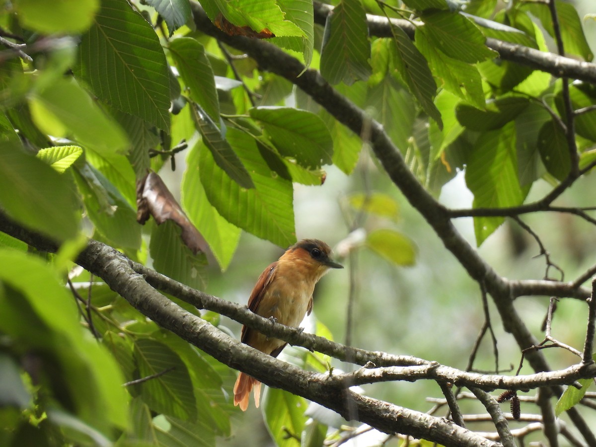 Rose-throated Becard - Pablo Chumil Birding Guatemala