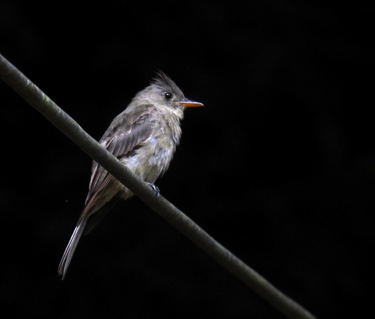 Greater Pewee - ML608493347