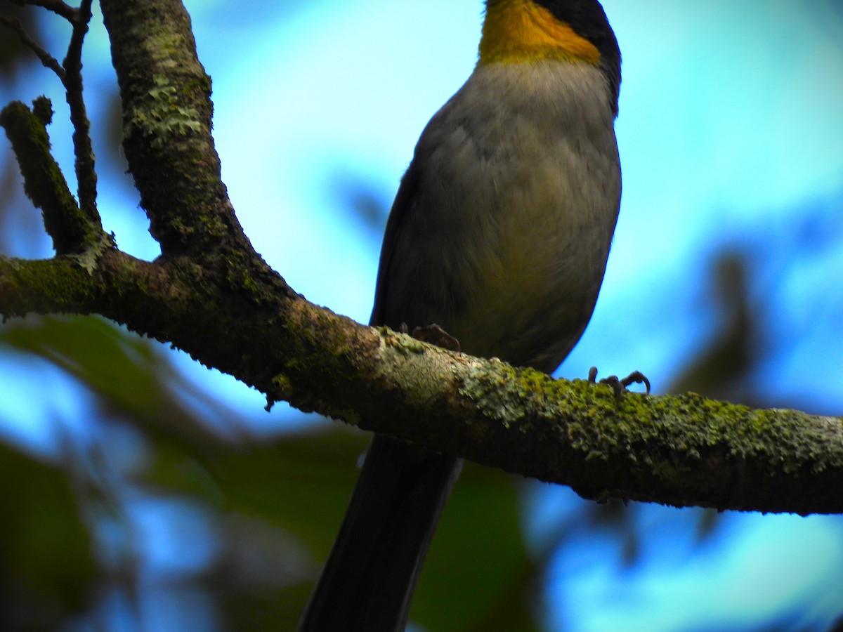White-naped Brushfinch - Pablo Chumil Birding Guatemala