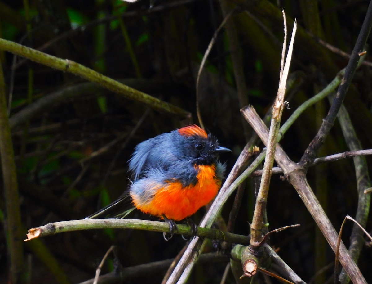 Slate-throated Redstart - Pablo Chumil Birding Guatemala