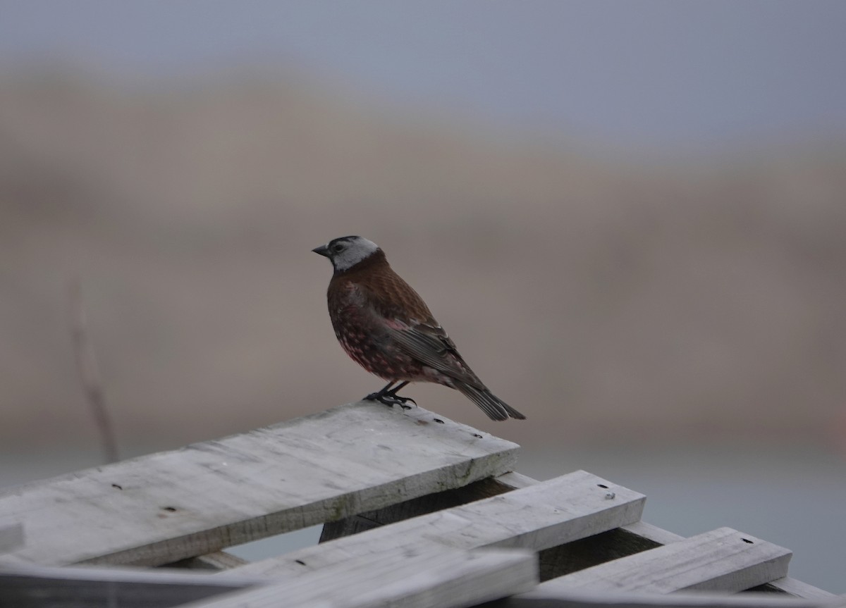 Gray-crowned Rosy-Finch (Pribilof Is.) - ML608494089