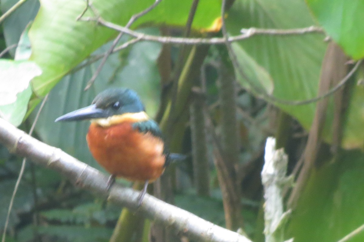 Green-and-rufous Kingfisher - ML608494553