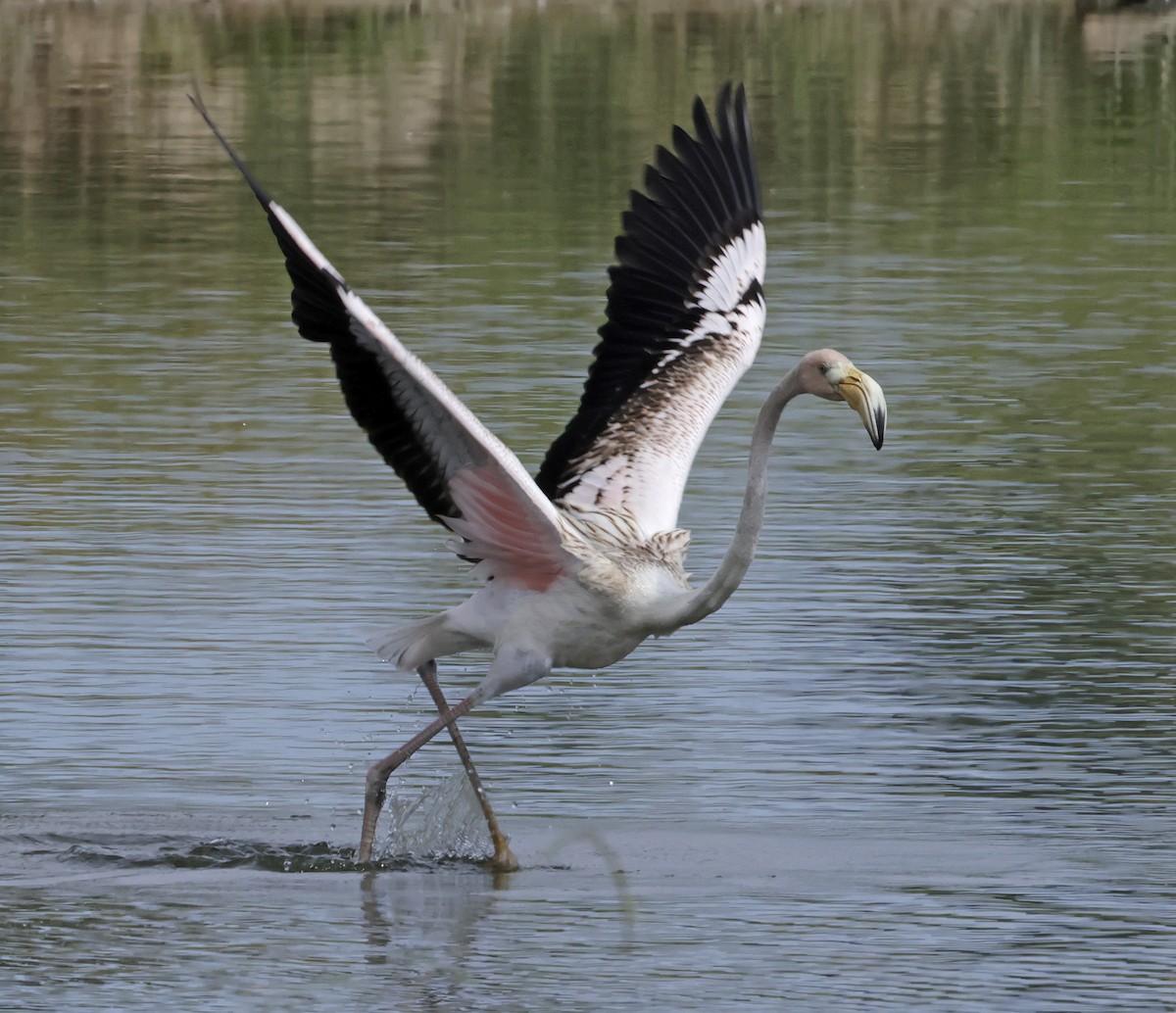 American Flamingo - ML608494738