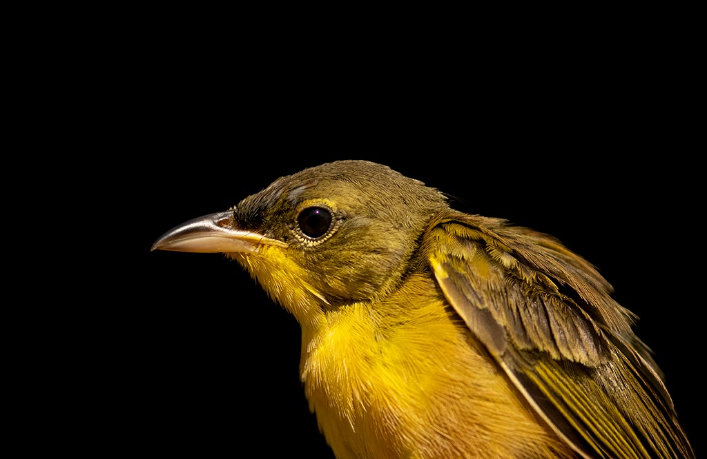 Gray-crowned Yellowthroat - ML608494900
