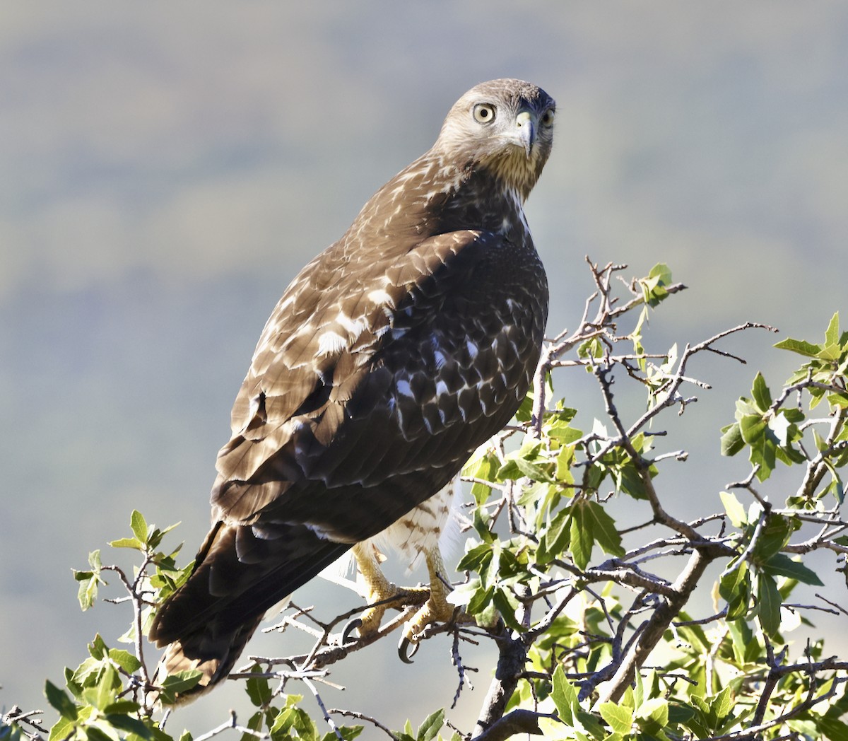 Red-tailed Hawk - ML608494958