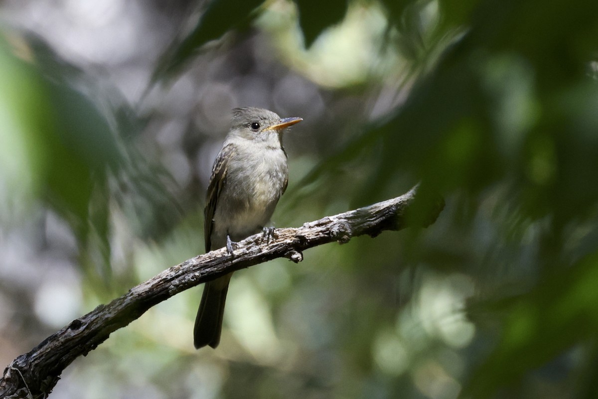 Greater Pewee - ML608494975
