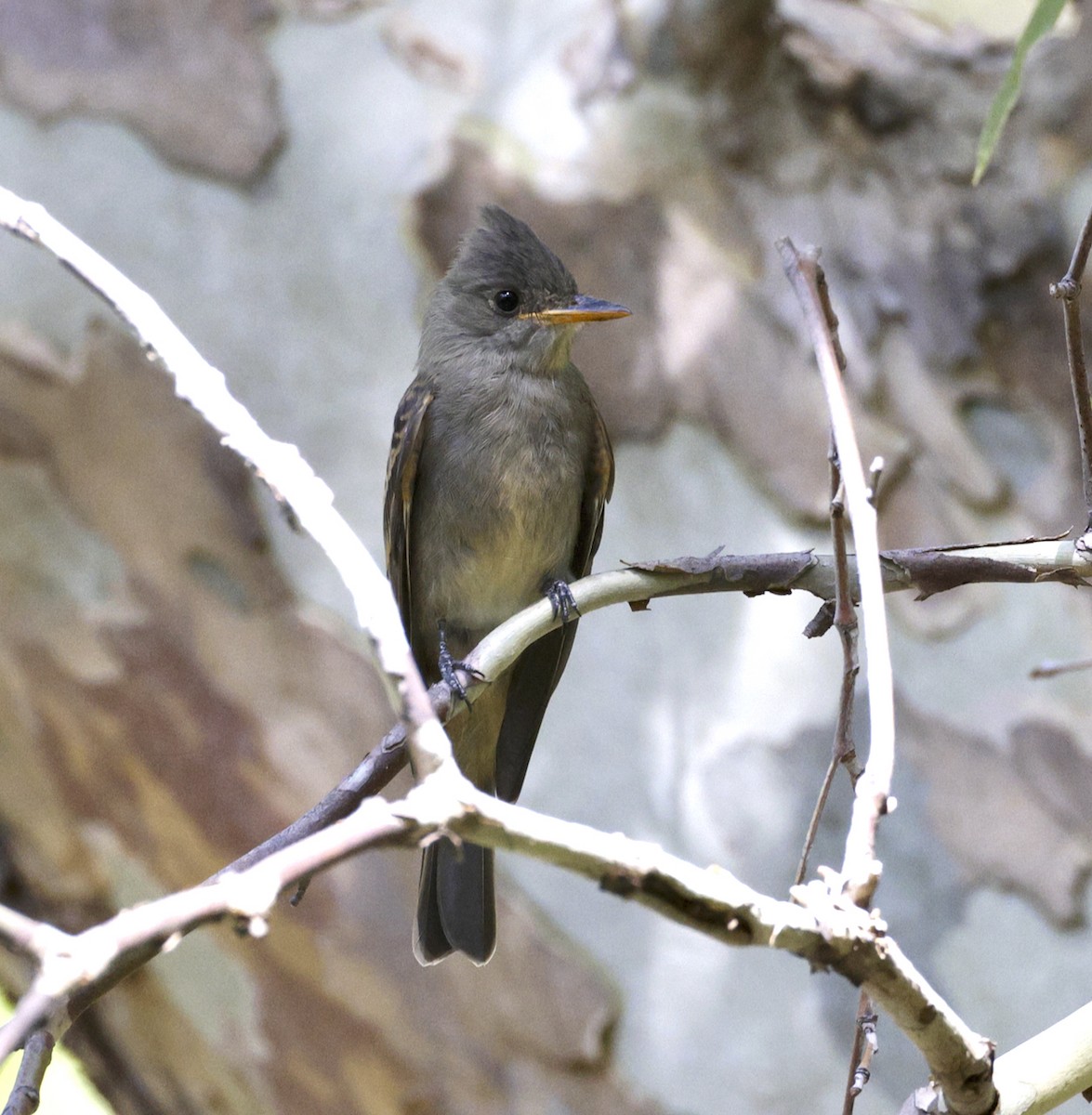 Greater Pewee - ML608494977