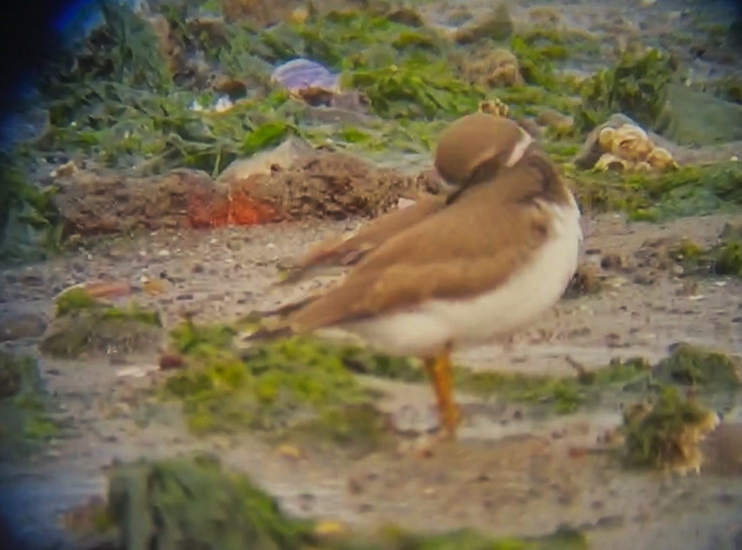 Semipalmated Plover - ML608495437