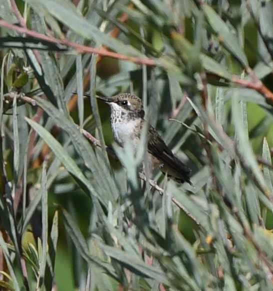 Black-chinned Hummingbird - ML608496114