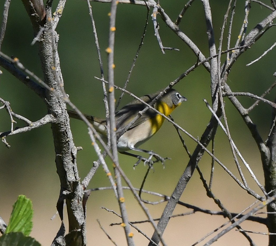 Yellow-breasted Chat - ML608496148