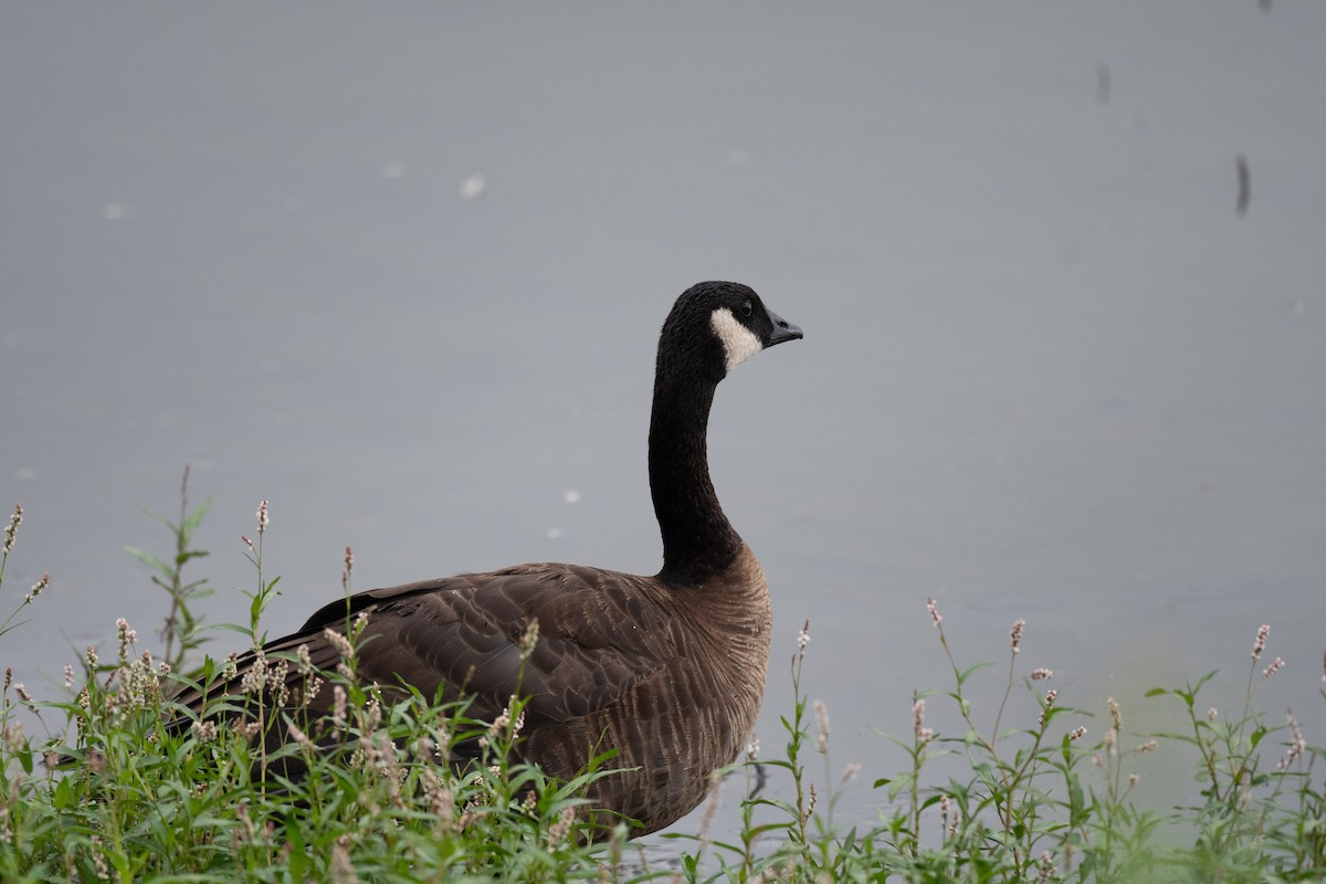 Canada Goose (occidentalis/fulva) - ML608496370