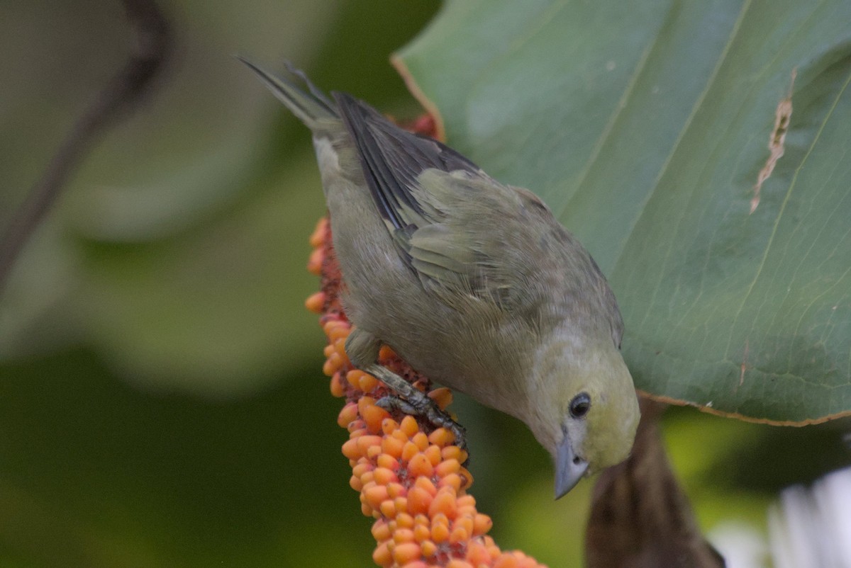 Palm Tanager - ML608496380