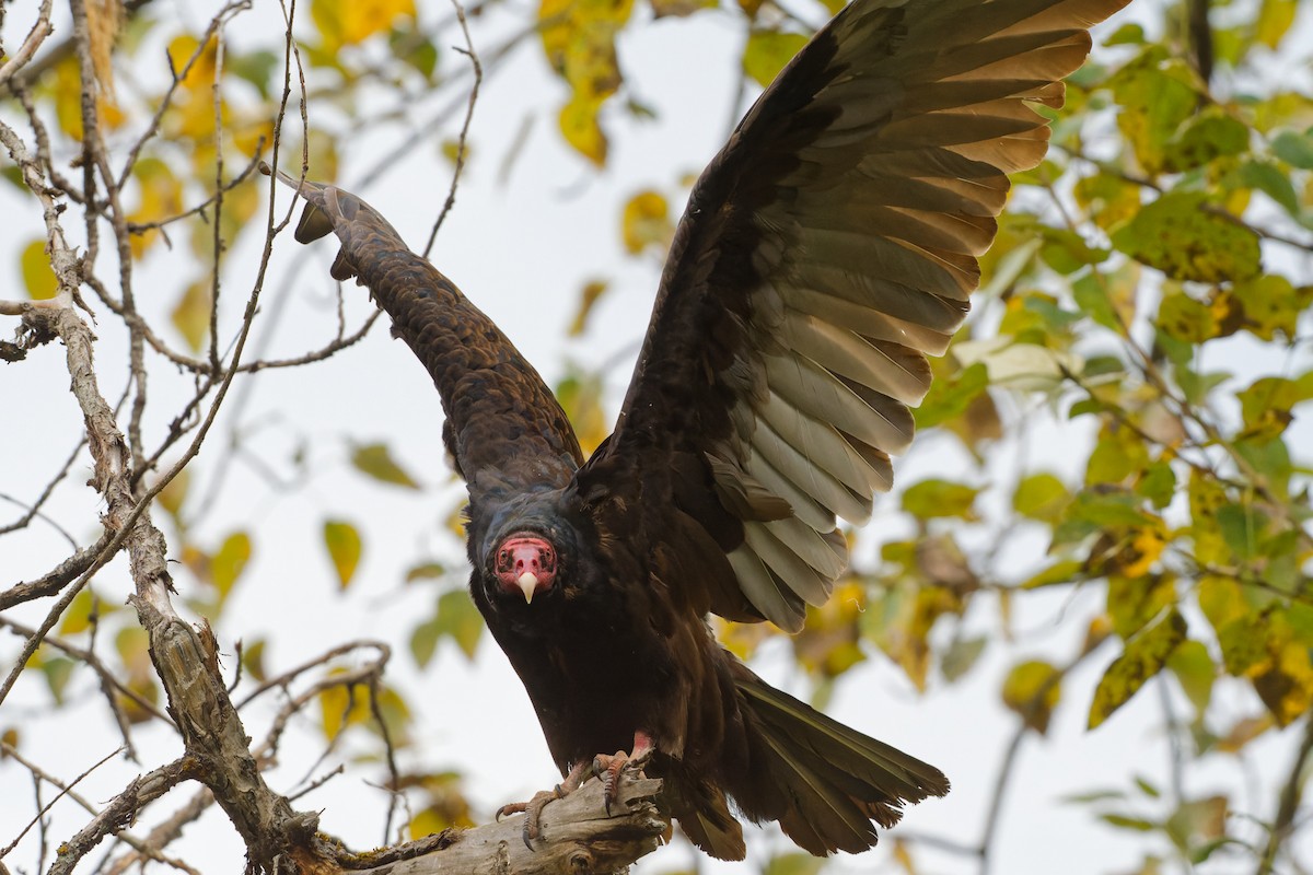 Turkey Vulture - Daniel Eslake