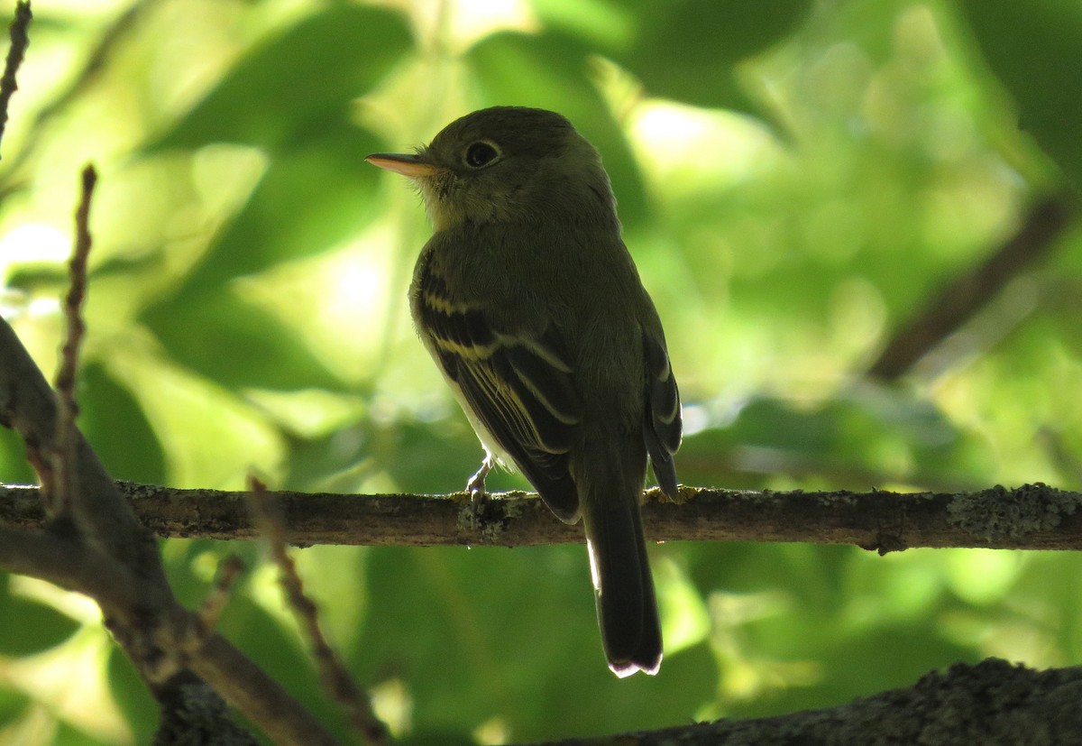 Western Flycatcher (Pacific-slope) - George Leonberger