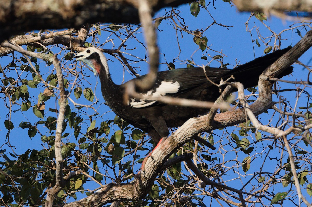 Red-throated Piping-Guan - ML608496599
