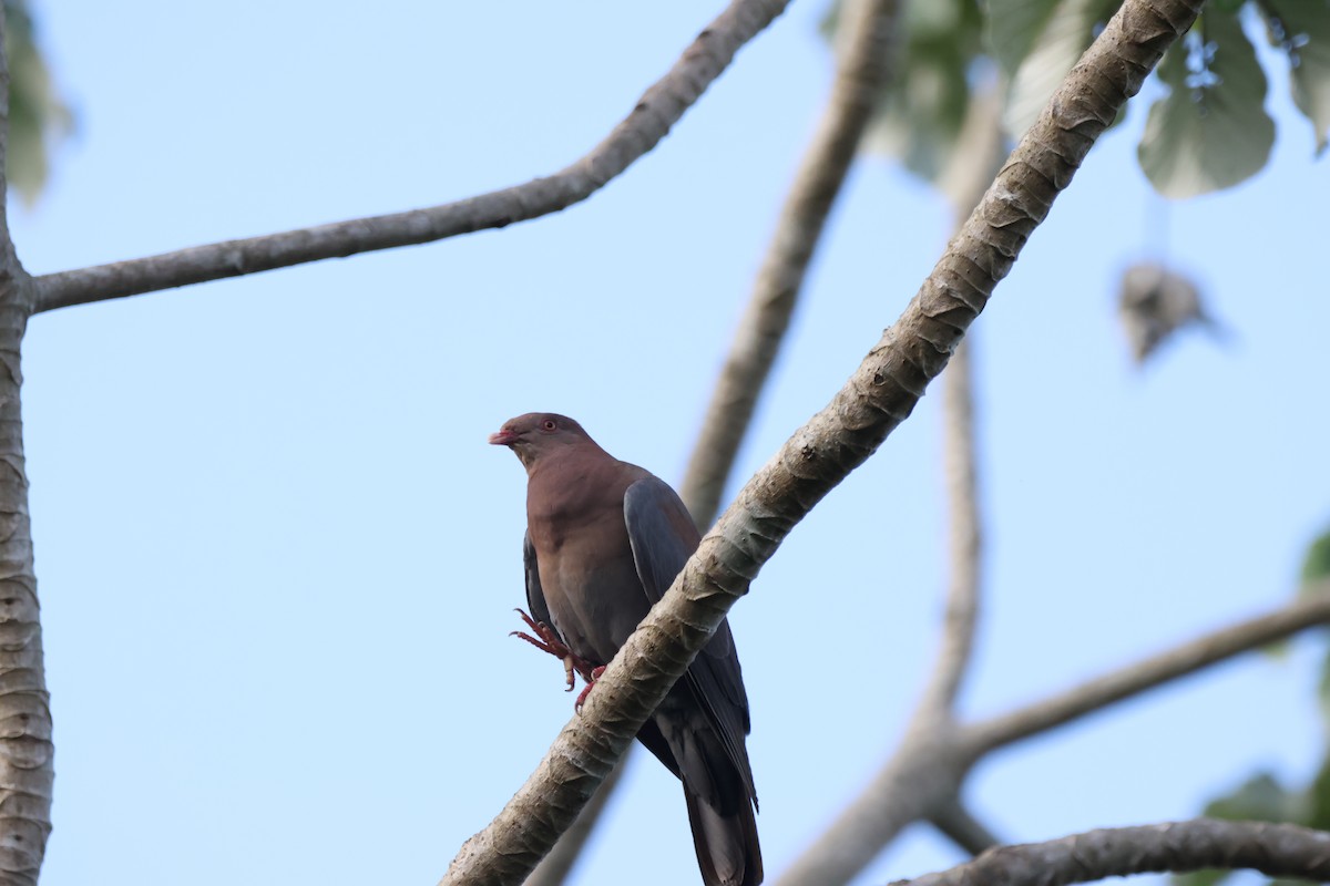 Red-billed Pigeon - ML608497395