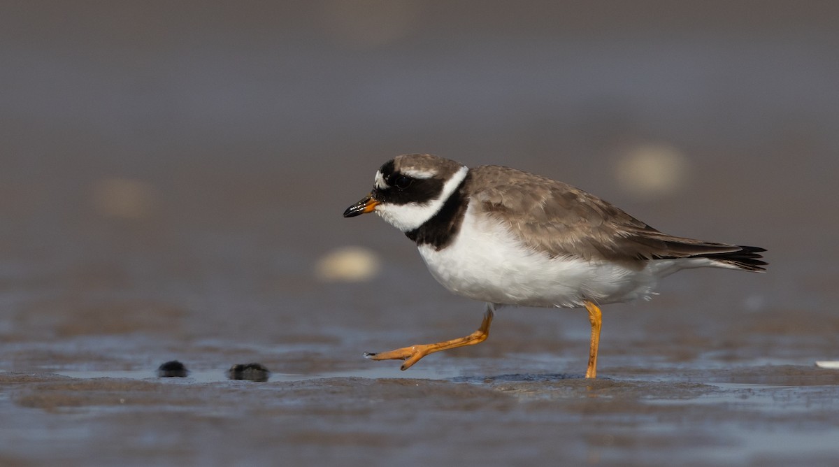 Common Ringed Plover - ML608497403