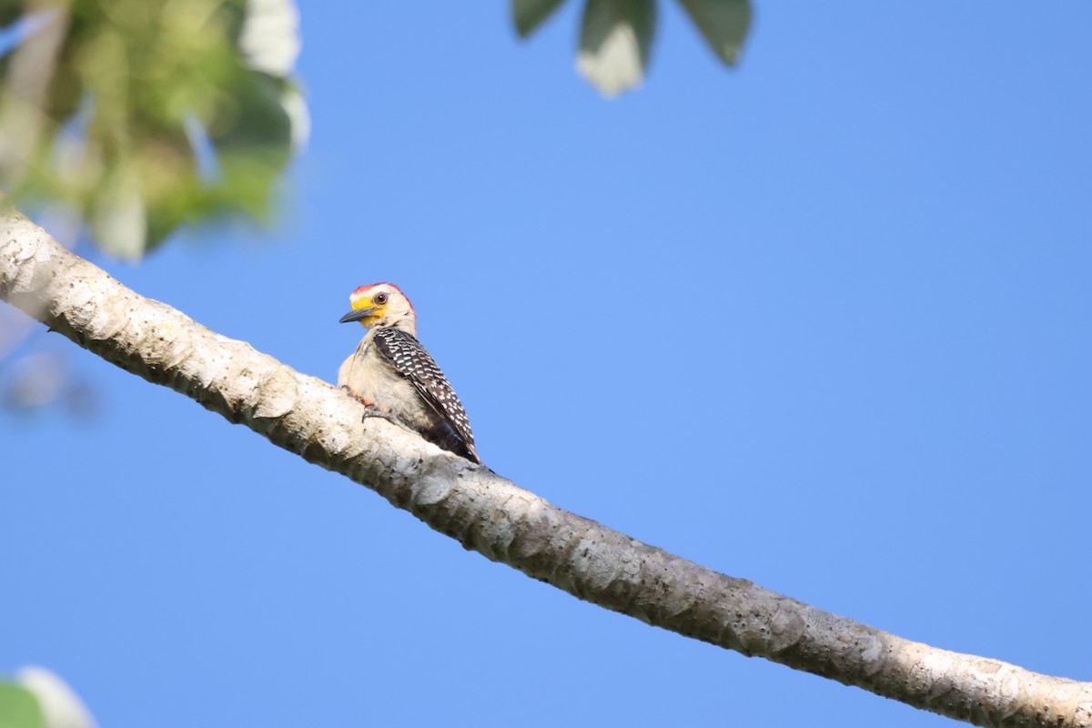 Yucatan Woodpecker - ML608497489