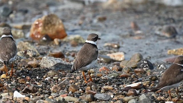 Semipalmated Plover - ML608497510