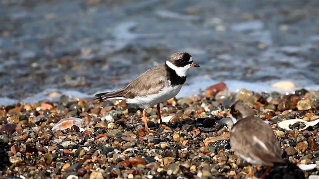 Semipalmated Plover - ML608497512