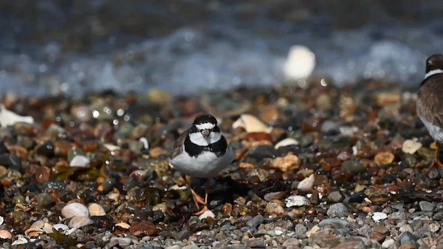 Semipalmated Plover - ML608497516