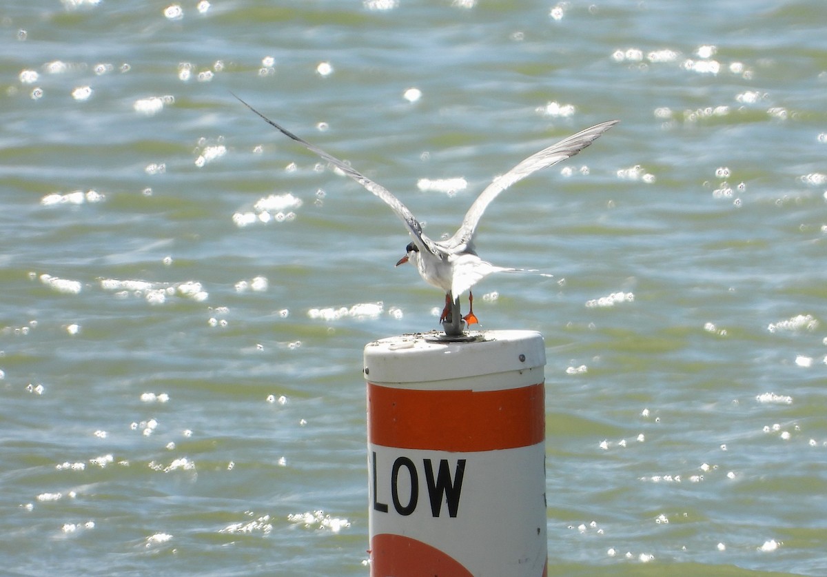 Common Tern - Lori Shuler