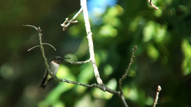 Ruby-throated Hummingbird - ML608497851